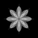 Meditation on a Spring Garden 13